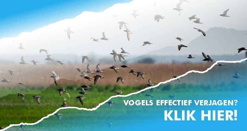 Vogels en ganzen effectief verjagen met de 200mW groene laserpointer