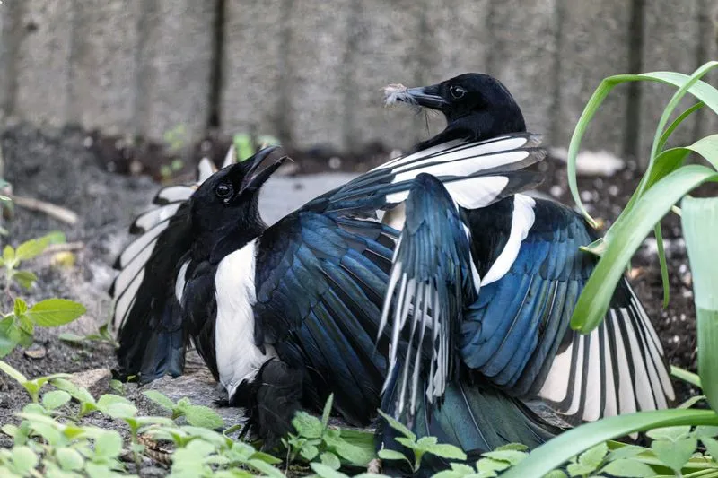Eksters op de grond tussen de planten