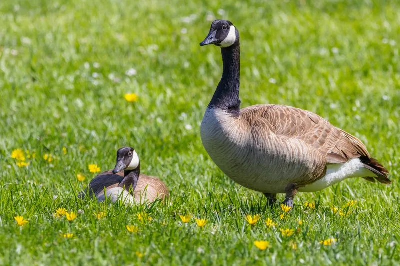 Twee ganzen in een weiland