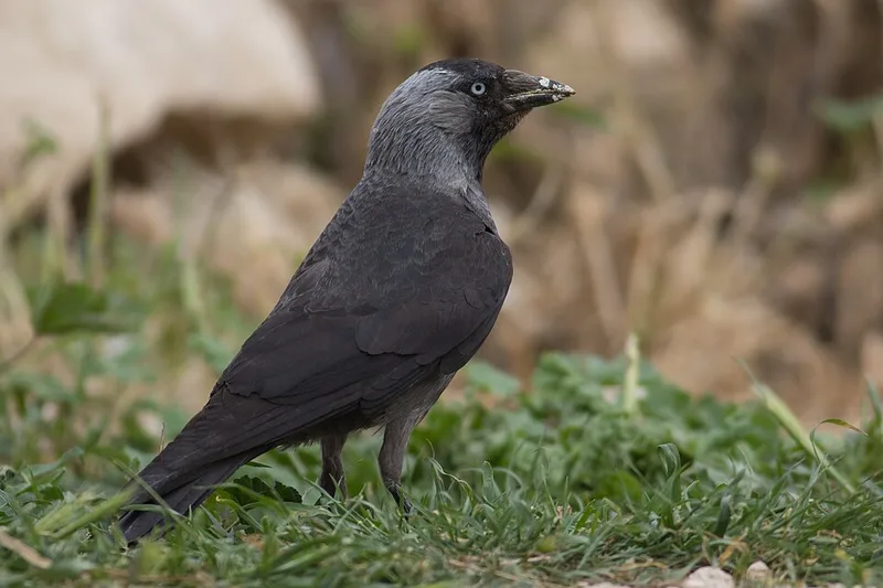 Kauw met grijze nek en lichte ogen in het gras