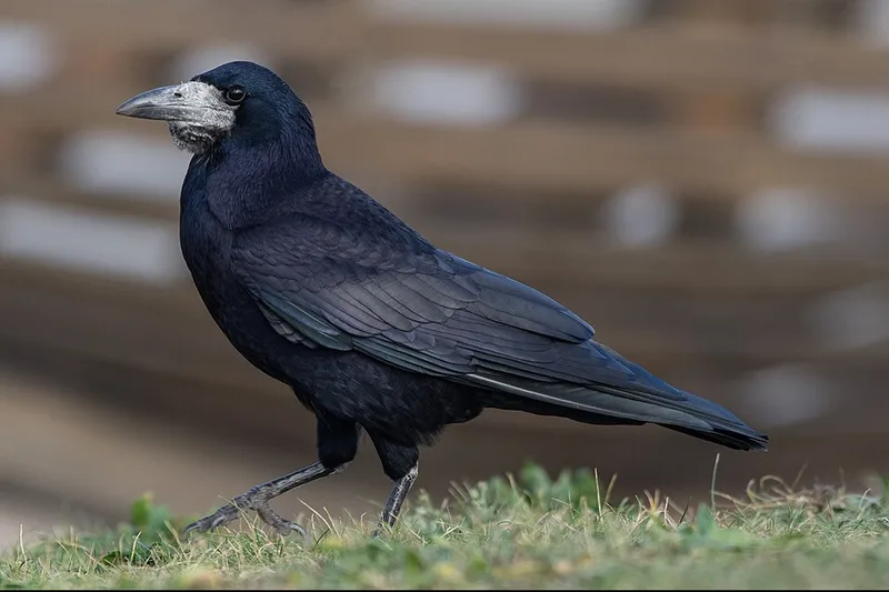 Roek met kale grijze snavelbasis op het gras