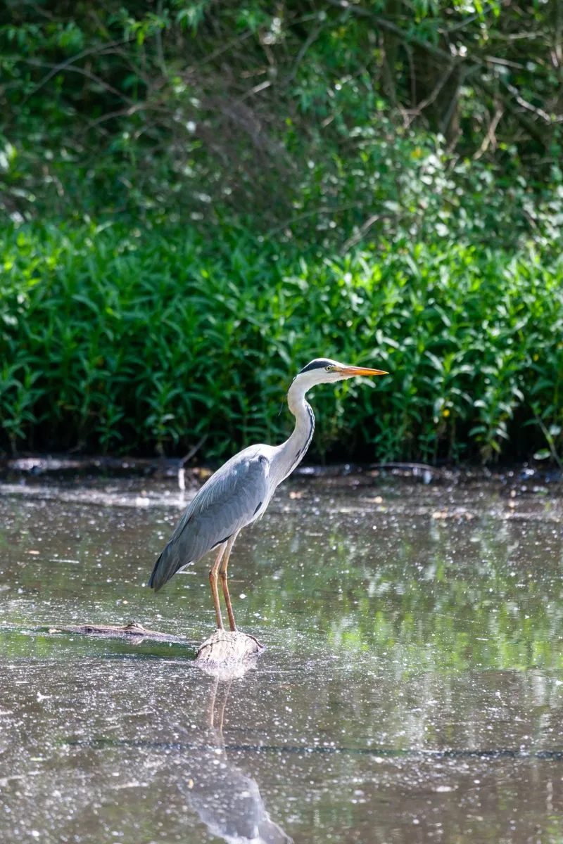 Reiger die staat te vissen in ondiep water