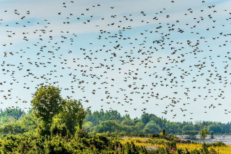 Grote zwerm spreeuwen in de lucht